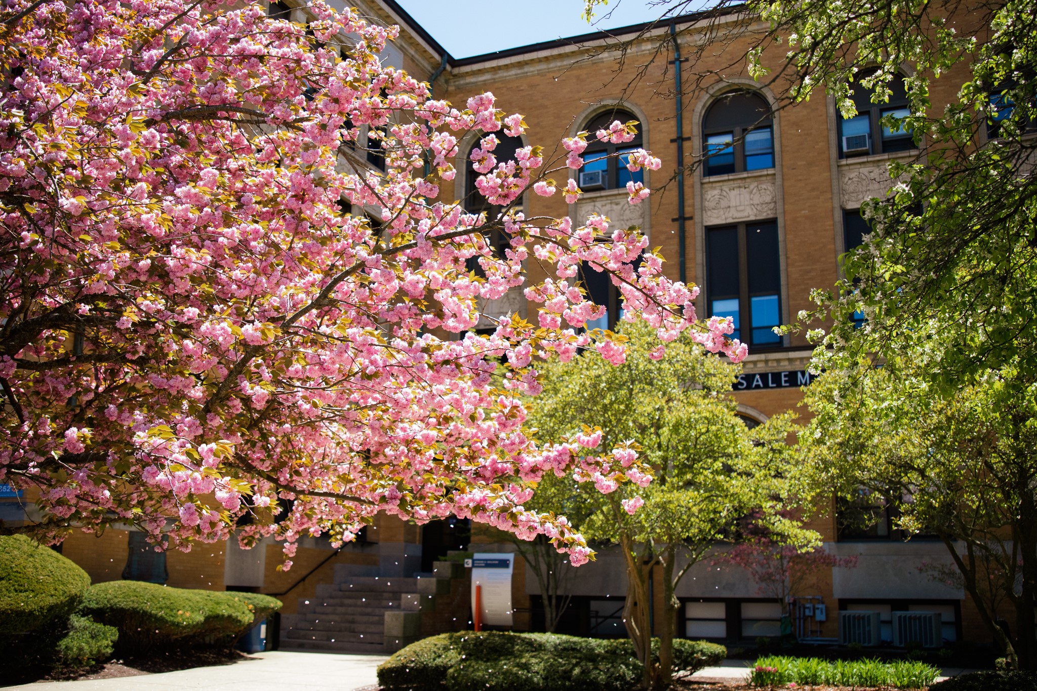 sullivan bldg trees